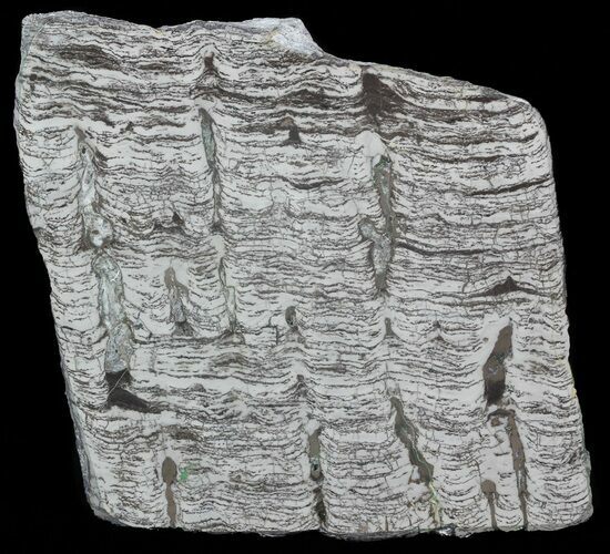 Polished Precambrian Stromatolite - Siberia #57583